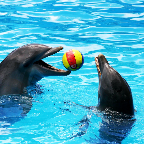 two dolphins playing with a ball together